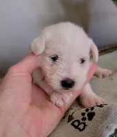 Daisy, a female Miniature Schnauzer for sale in Benson, MN – Photo 5 of 7