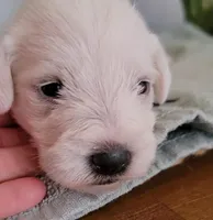 Daisy, a female Miniature Schnauzer for sale in Benson, MN – Photo 6 of 7