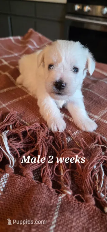 Berkley  – Miniature Schnauzer puppy for sale in Benson, MN
