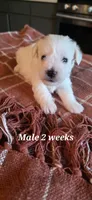 Berkley , a male Miniature Schnauzer for sale in Benson, MN – 1 of 1