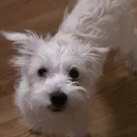 Mazy, a female Miniature Schnauzer for sale in Benson, MN – Photo 3 of 5