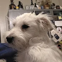 Mazy, a female Miniature Schnauzer for sale in Benson, MN – Photo 1 of 5