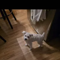 Mazy, a female Miniature Schnauzer for sale in Benson, MN – Photo 2 of 5