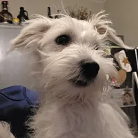 Mazy, a female Miniature Schnauzer for sale in Benson, MN – Photo 4 of 5