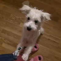 Mazy, a female Miniature Schnauzer for sale in Benson, MN – Photo 5 of 5