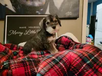 Balto, a male Miniature Schnauzer for sale in Benson, MN – Photo 2 of 3