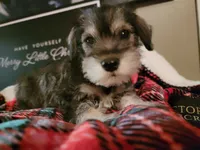 Balto, a male Miniature Schnauzer for sale in Benson, MN – Photo 1 of 3