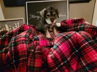 Balto, a male Miniature Schnauzer for sale in Benson, MN – Photo 3 of 3