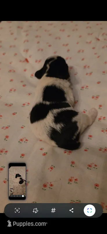 Balto – Miniature Schnauzer puppy for sale in Benson, MN