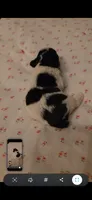 Balto, a male Miniature Schnauzer for sale in Benson, MN – 1 of 3