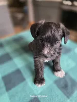 Sheldon, a male Miniature Schnauzer for sale in Benson, MN – 3 of 3