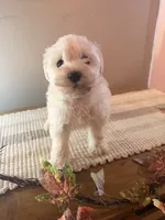 Tucker, a male Schnoodle for sale in Benson, MN – 3 of 3