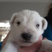 Bear, a male Miniature Schnauzer for sale in Benson, MN – Photo 1 of 7