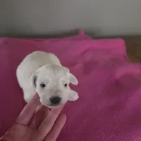 Bear, a male Miniature Schnauzer for sale in Benson, MN – Photo 3 of 7