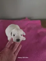 Bear, a male Miniature Schnauzer for sale in Benson, MN – Photo 3 of 7