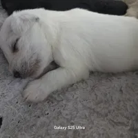 Bear, a male Miniature Schnauzer for sale in Benson, MN – Photo 2 of 7