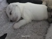 Bear, a male Miniature Schnauzer for sale in Benson, MN – Photo 2 of 7