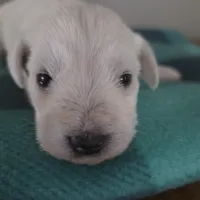 Bear, a male Miniature Schnauzer for sale in Benson, MN – Photo 4 of 7