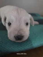 Bear, a male Miniature Schnauzer for sale in Benson, MN – Photo 4 of 7