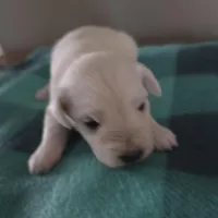 Bear, a male Miniature Schnauzer for sale in Benson, MN – Photo 5 of 7