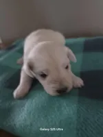 Bear, a male Miniature Schnauzer for sale in Benson, MN – Photo 5 of 7