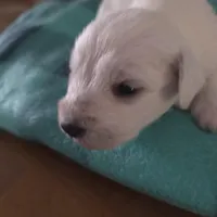 Bear, a male Miniature Schnauzer for sale in Benson, MN – Photo 7 of 7