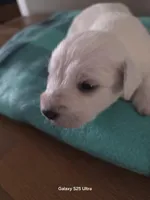 Bear, a male Miniature Schnauzer for sale in Benson, MN – Photo 7 of 7