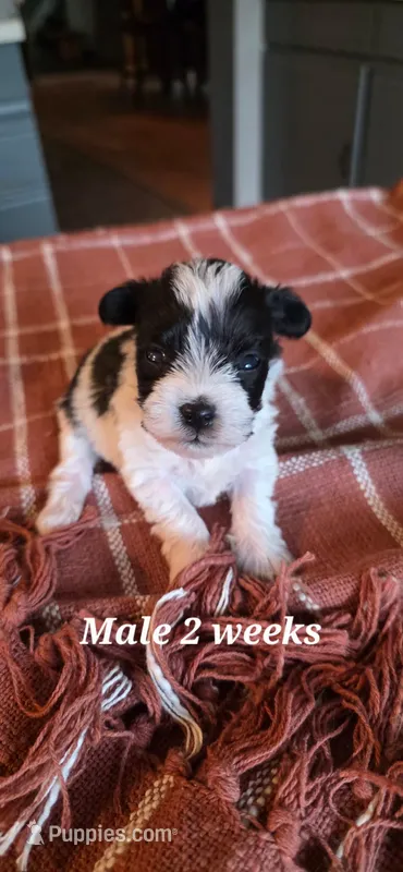 Balto – Miniature Schnauzer puppy for sale in Benson, MN