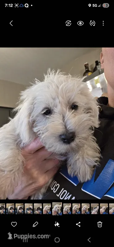 Jasper, a male Miniature Schnauzer for sale in Benson, MN – Photo 1 of 3