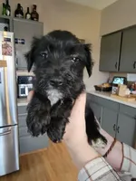 Taffy, a female Miniature Schnauzer for sale in Benson, MN – Photo 3 of 3