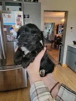 Taffy, a female Miniature Schnauzer for sale in Benson, MN – Photo 1 of 3