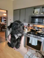 Taffy, a female Miniature Schnauzer for sale in Benson, MN – Photo 2 of 3
