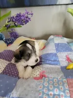 Jasper, a male Miniature Schnauzer for sale in Benson, MN – Photo 8 of 10