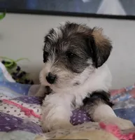 Jasper, a male Miniature Schnauzer for sale in Benson, MN – Photo 2 of 10