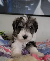 Jasper, a male Miniature Schnauzer for sale in Benson, MN – Photo 3 of 10