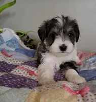 Jasper, a male Miniature Schnauzer for sale in Benson, MN – Photo 1 of 10