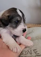 Jasper, a male Miniature Schnauzer for sale in Benson, MN – Photo 5 of 10