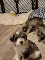 Jasper, a male Miniature Schnauzer for sale in Benson, MN – Photo 10 of 10