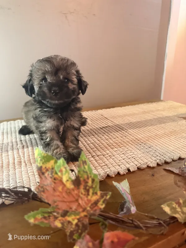 Aspen – Schnoodle puppy for sale in Benson, MN