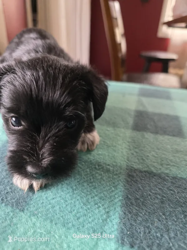 Dexter – Miniature Schnauzer puppy for sale in Benson, MN
