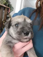 Rugby, a male Miniature Schnauzer for sale in Benson, MN – Photo 4 of 8