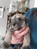 Rugby, a male Miniature Schnauzer for sale in Benson, MN – Photo 6 of 8