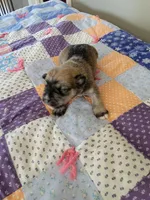 Rugby, a male Miniature Schnauzer for sale in Benson, MN – Photo 7 of 8