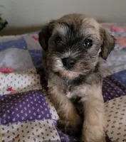 Rugby, a male Miniature Schnauzer for sale in Benson, MN – Photo 2 of 8