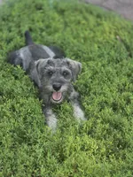 Winston , a male Miniature Schnauzer for sale in Benson, MN – 3 of 4