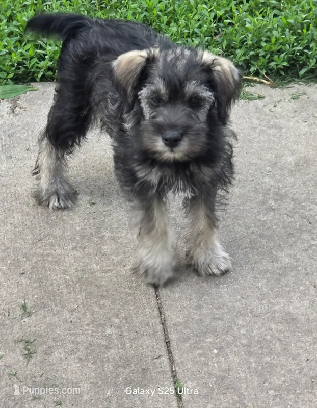 Winston  – Miniature Schnauzer puppy for sale in Benson, MN