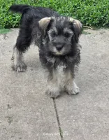Winston , a male Miniature Schnauzer for sale in Benson, MN – 8 of 8