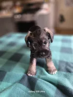 Winston , a male Miniature Schnauzer for sale in Benson, MN – 2 of 7