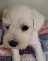 Porkchop, a male Miniature Schnauzer for sale in Benson, MN – Photo 4 of 10