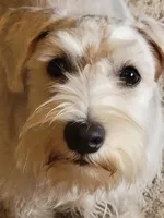 Porkchop, a male Miniature Schnauzer for sale in Benson, MN – Photo 1 of 10